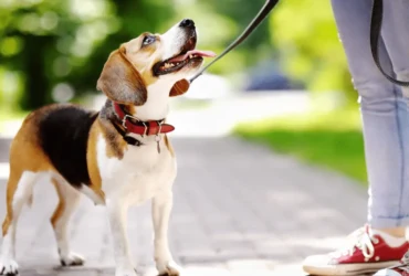 أهمية استخدام طوق للكلاب في تدريبها وسلامتها