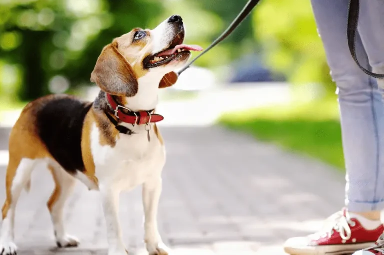 أهمية استخدام طوق للكلاب في تدريبها وسلامتها