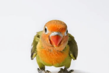 دليل استحمام طيور الحب : كيف تحمم طائرك بطريقة آمنة؟