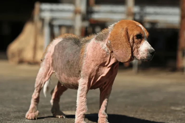 الفرق بين الجرب والحساسية عند الكلاب