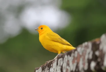 أصل طائر الكناري : الرحلة من جزر الكناري إلى قلوب الملايين