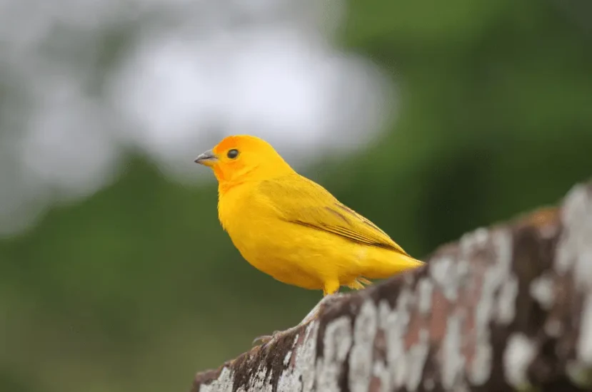 أصل طائر الكناري : الرحلة من جزر الكناري إلى قلوب الملايين