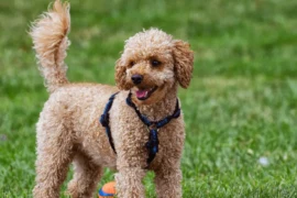 أذكى أنواع الكلاب : ماذا تعرف عن قدرات هذه الكلاب الخارقة؟