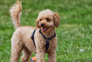 أذكى أنواع الكلاب : ماذا تعرف عن قدرات هذه الكلاب الخارقة؟