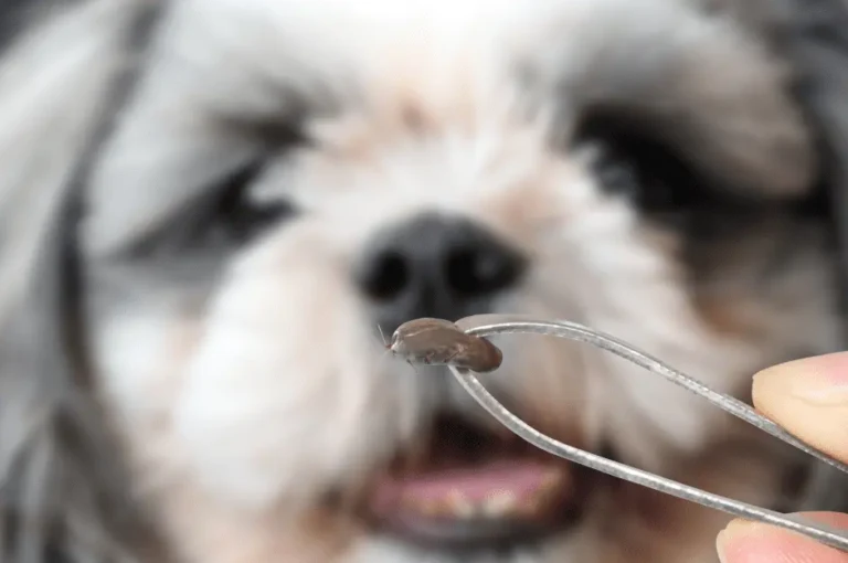 علاج القراد عند الكلاب : كيف تحمي كلبك من الإصابة؟