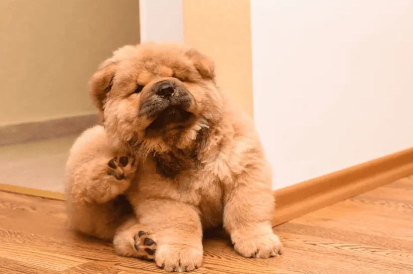 خطوات القضاء على براغيث الكلاب نهائياً