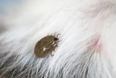 الدليل الشامل لمكافحة حشرات الكلاب