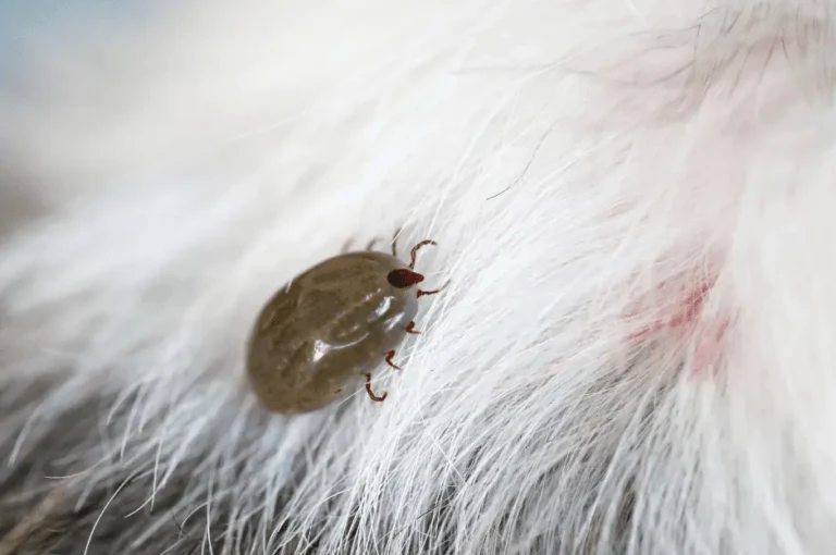 الدليل الشامل لمكافحة حشرات الكلاب