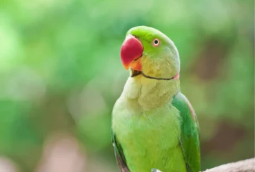 ما لا تعرفه عن الببغاء الأخضر : حقائق مذهلة ومعلومات قيمة