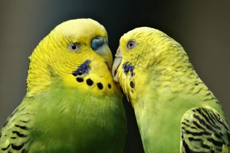 تربية الببغاء البادجي : دليلك الشامل للعناية بالببغاء