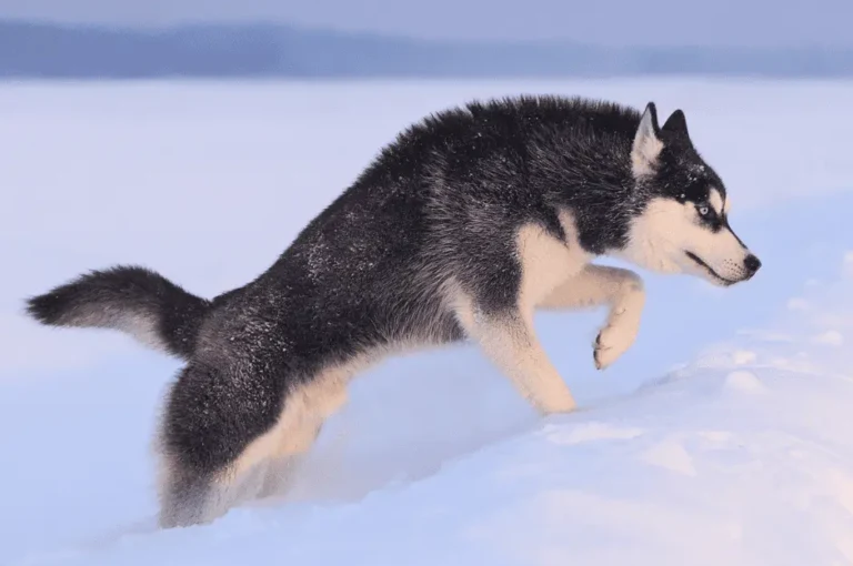 كل ما تحتاج لمعرفته عن كلاب الهاسكي السيبيري