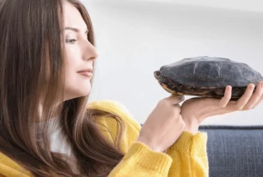 مميزات و عيوب تربية السلاحف في المنزل