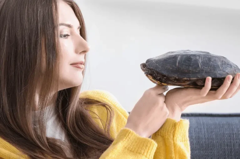 مميزات و عيوب تربية السلاحف في المنزل