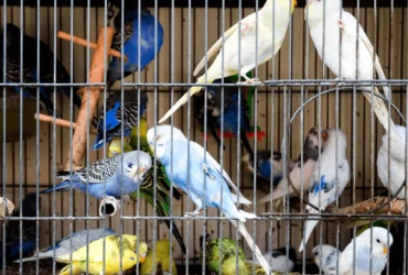 أكل عصافير البادجي : الأطعمة المفضلة والممنوعة