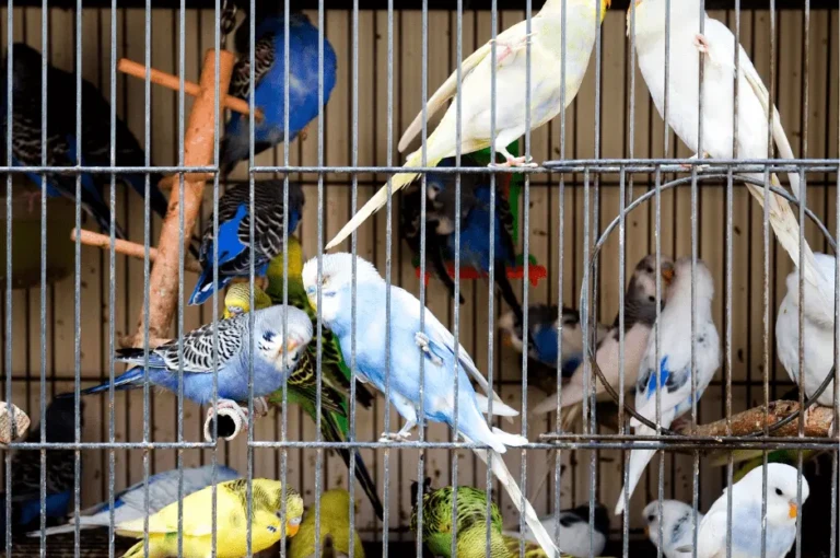 أكل عصافير البادجي : الأطعمة المفضلة والممنوعة