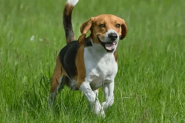 تعرف على أنواع الكلاب الصغيرة