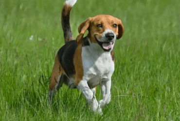 تعرف على أنواع الكلاب الصغيرة