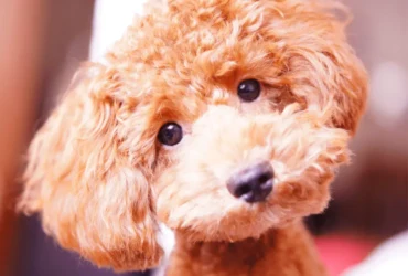 كيفية تربية كلاب البودل : دليل شامل