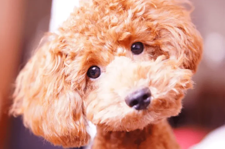 كيفية تربية كلاب البودل : دليل شامل