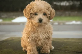 التعرف على مشاكل صحية شائعة في كلاب البودل