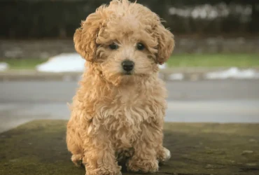 التعرف على مشاكل صحية شائعة في كلاب البودل