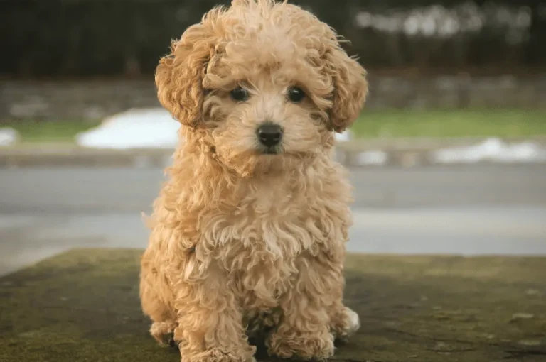 التعرف على مشاكل صحية شائعة في كلاب البودل