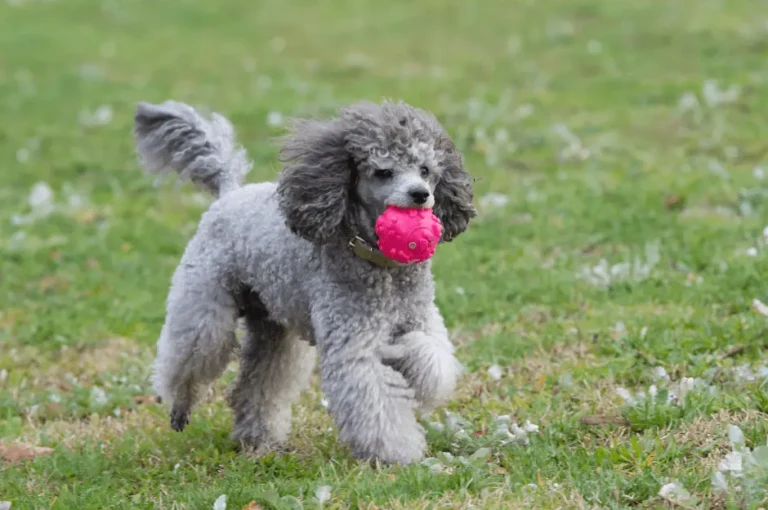 أهم النصائح حول أفضل طرق تدريب كلاب البودل بشكل صحيح