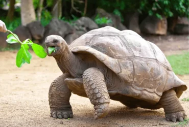 الاكل الصحي للسلحفاة البرية المصرية