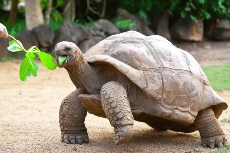 الاكل الصحي للسلحفاة البرية المصرية