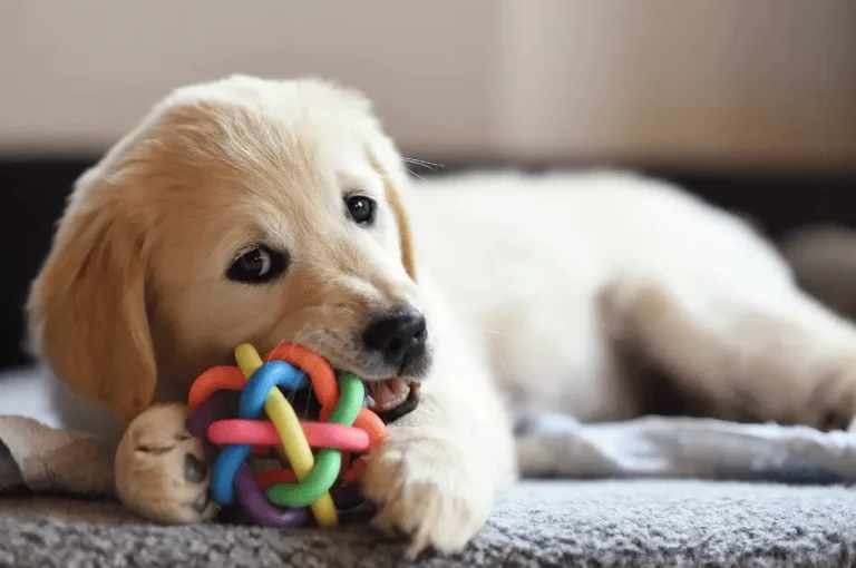 أفضل نصائح العناية بكلاب جولدن الأبيض