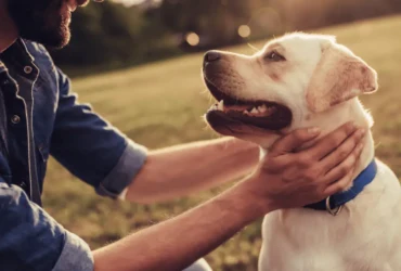 فوائد وفاء الكلاب على الصحة النفسية والجسدية