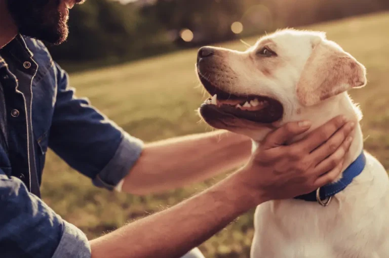 فوائد وفاء الكلاب على الصحة النفسية والجسدية