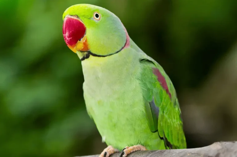 كل ما تحتاج معرفته عن ببغاء الفيشر