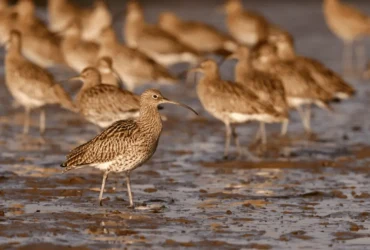 أسرار تزاوج الكروان : كيف يختار الشريك المثالي؟