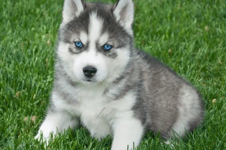 كلاب الهاسكي الصغيرة : صفاتها وفوائد تربيتها