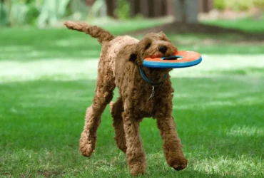 اكتشف أفضل الألعاب لتحفيز كلاب البودل