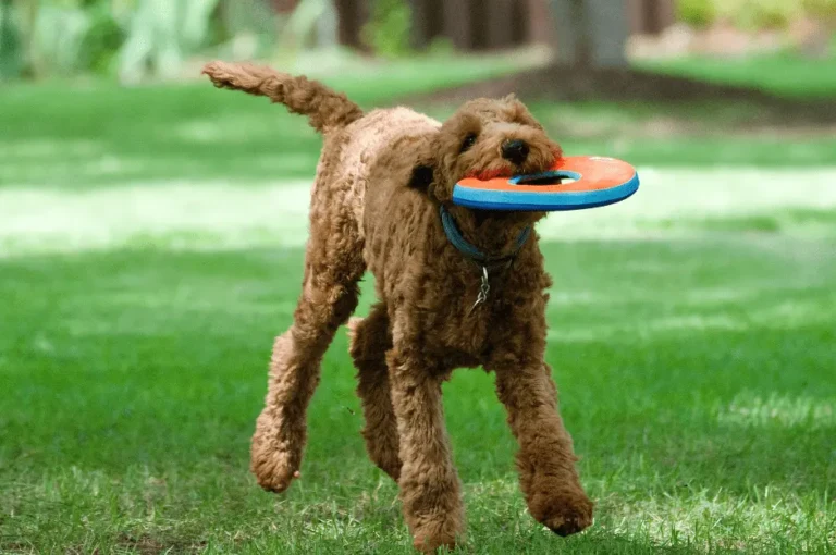 اكتشف أفضل الألعاب لتحفيز كلاب البودل