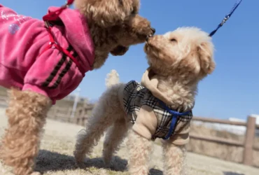 أنواع مختلفة من سلالات كلاب البودل : تعرّف عليها