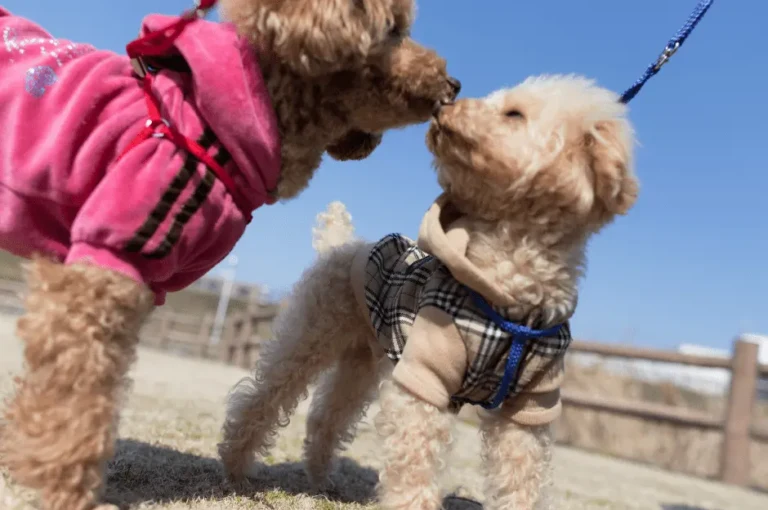 أنواع مختلفة من سلالات كلاب البودل : تعرّف عليها