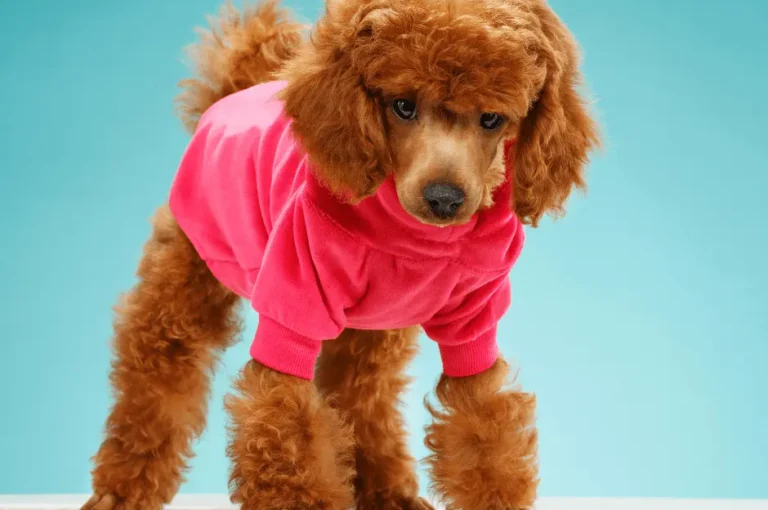 أجمل ملابس واكسسوارات لكلاب البودل