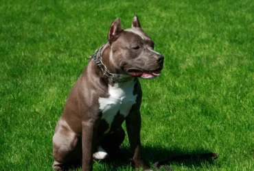 اختيار البيتبول المناسب: تعرف على انواع كلاب البيتبول