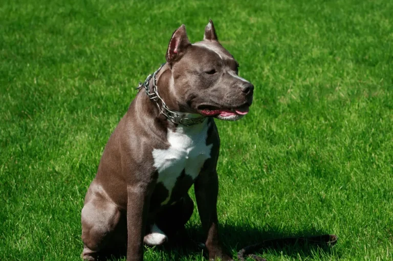 اختيار البيتبول المناسب: تعرف على انواع كلاب البيتبول