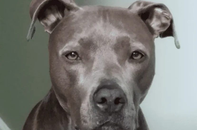 دليل شامل عن كلاب البيتبول الاصلي