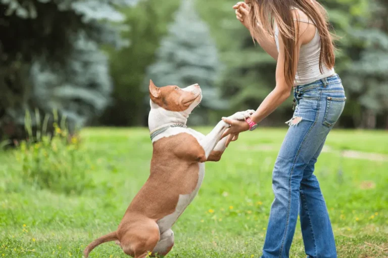 كيفية تدريب كلاب البيتبول وتعزيز سلوكها الإيجابي