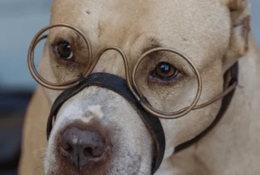 مشاكل صحية لكلاب البيتبول : تعرف عليها وكيفية الوقاية منها