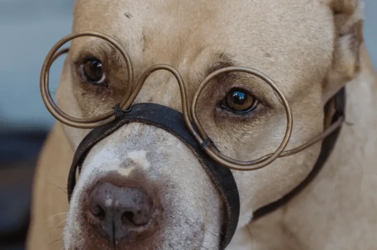 مشاكل صحية لكلاب البيتبول : تعرف عليها وكيفية الوقاية منها