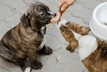 أفضل خيارات الطعام لكلاب البيتبول