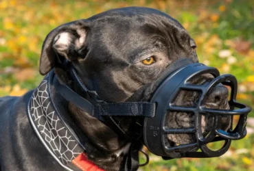 كيفية التعامل مع سلوك كلاب البيتبول العدواني