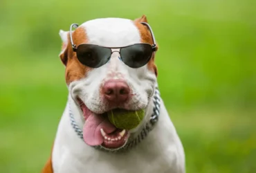 نصائح مهمة لتدريب كلاب البيتبول وتحقيق توازن وسلوك إيجابي