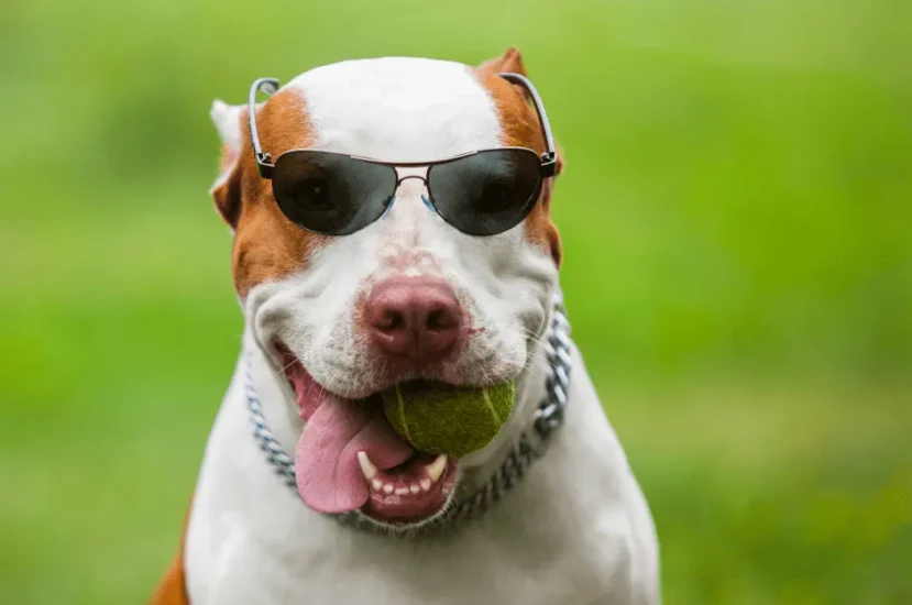 نصائح مهمة لتدريب كلاب البيتبول وتحقيق توازن وسلوك إيجابي